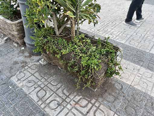 IMG-7252