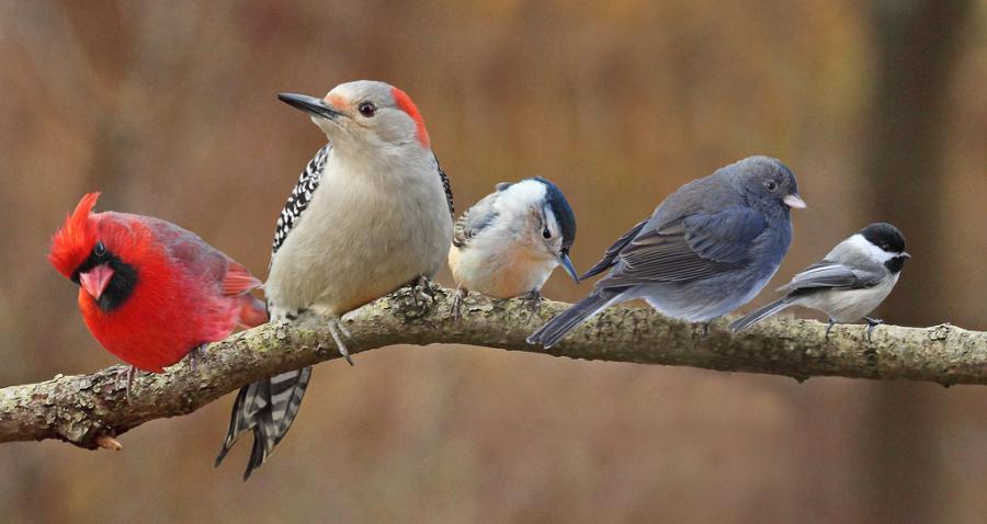 Birds-variety-together