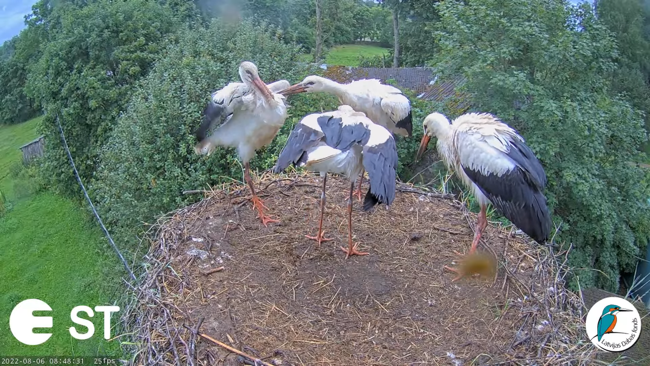 Baltie stārķi (Ciconia ciconia) Tukuma novadā - LDF tiešraide __ White storks in Tukums, Latvia 10-4