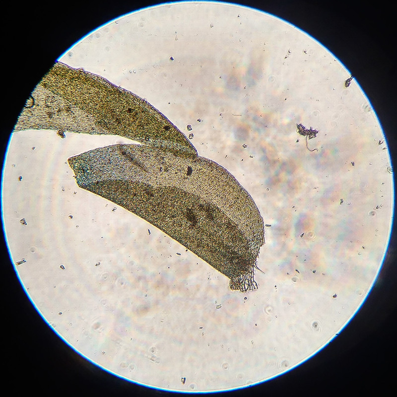 IMG 20250616 220650 HDR