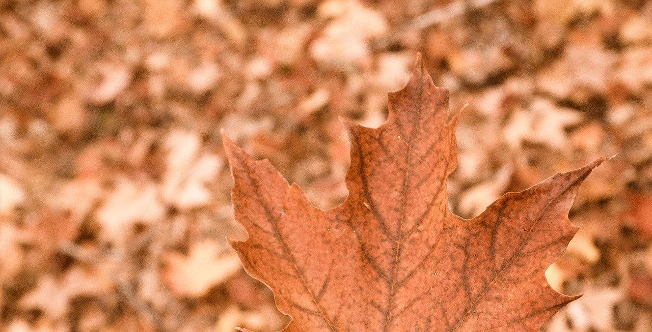 ¿Cómo hacer fertilizante casero con hojas secas?