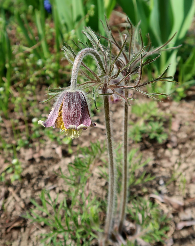Pulsatilla x magyarica 2
