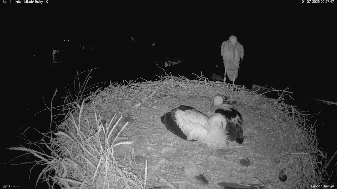 Tiešraides kamera — Mladé Buky — stārķa ligzda 4K 5-7-2 screenshot