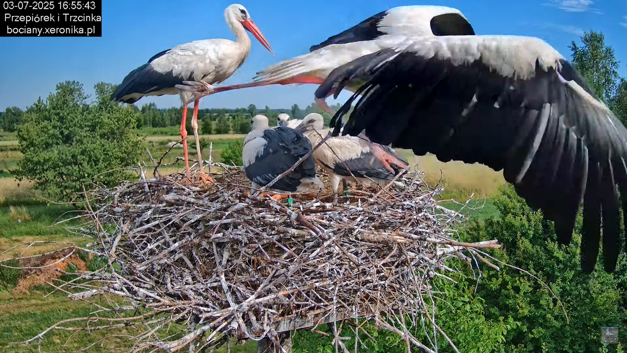 03072025bociany47