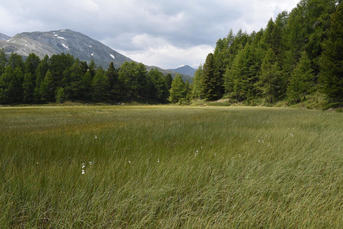 Huyendo del COVID a los Alpes (2020) - Blogs de Suiza - De Grindelwald a Eischoll (Zona de Valais) (68)