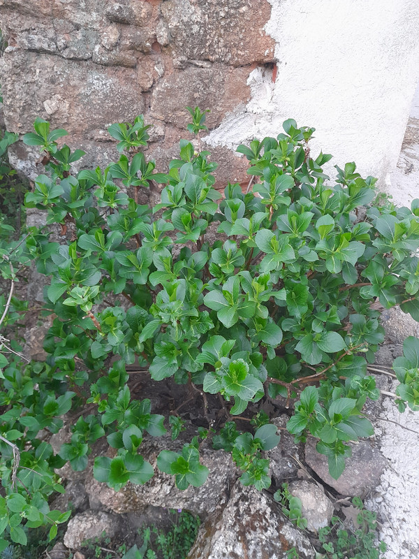 ¿Como tenéis las Hortensias? 20230326-203938