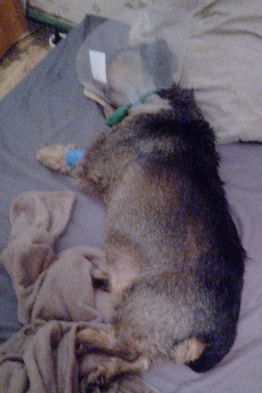 [Image: Guerrier.png]