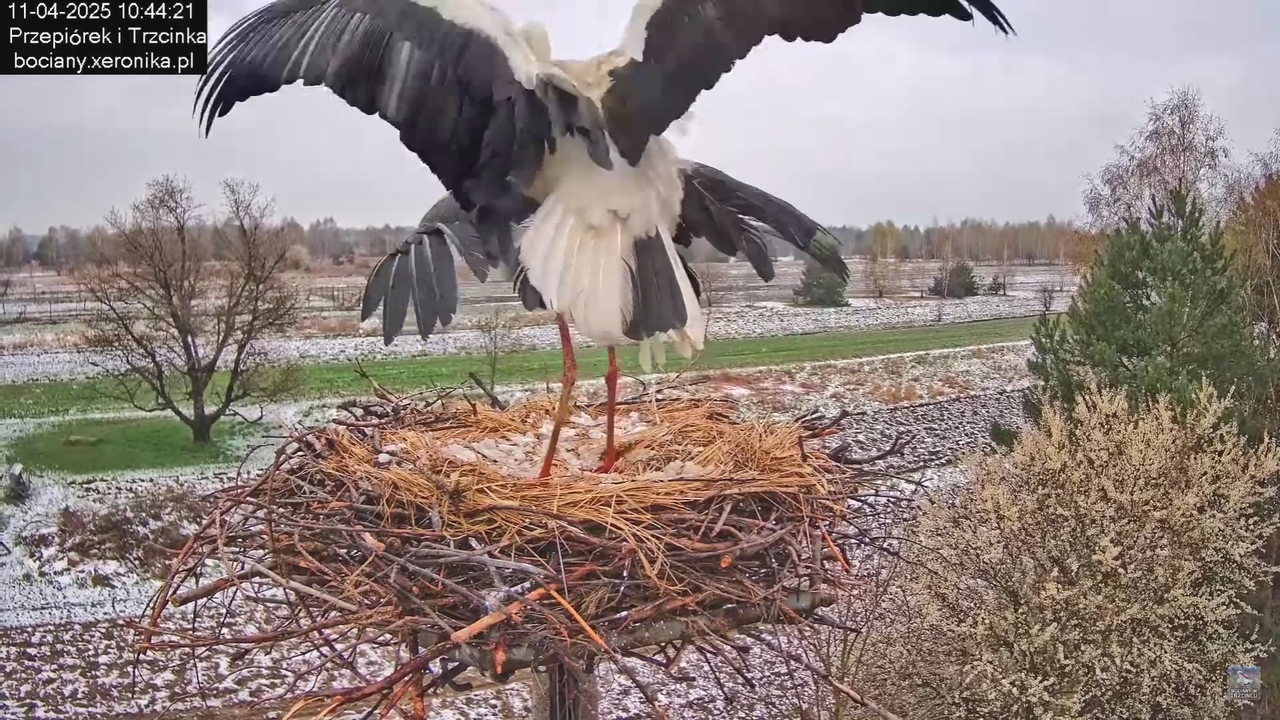 11042025bociany_18