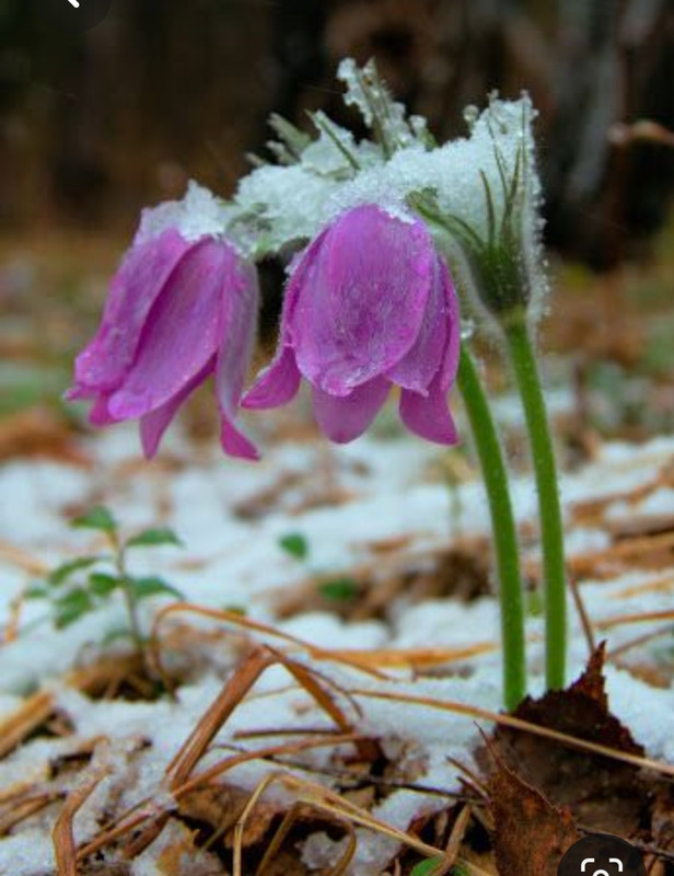 Screenshot_20230618_214751_Pinterest