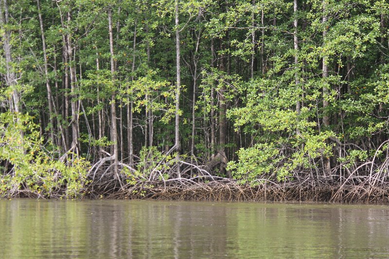 DIA 13: EXCURSIÓN DE UN DÍA A CORCOVADO - DE TORTUGAS Y PEREZOSOS. COSTA RICA 2019 (11)