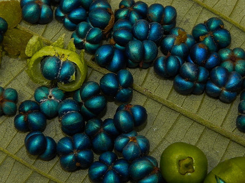 Margaritaria nobilis 2