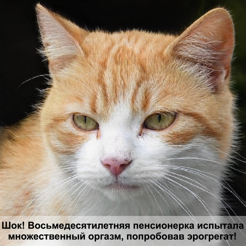 самая красивая кошка россии