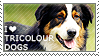 i-love-tricolour-dogs-by-wishmasteralchemist-d3809w8-fullview