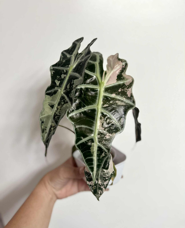Alocasia Polly Albo Pink Variegated 5 months