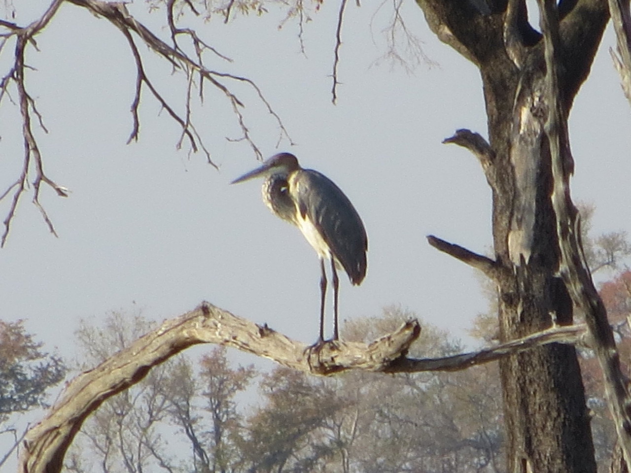 Grey heron