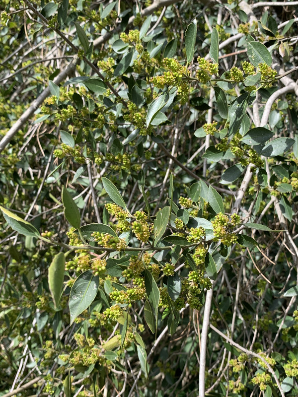 52280A30-DAA0-44E4-B8F6-75599F7ACCAA