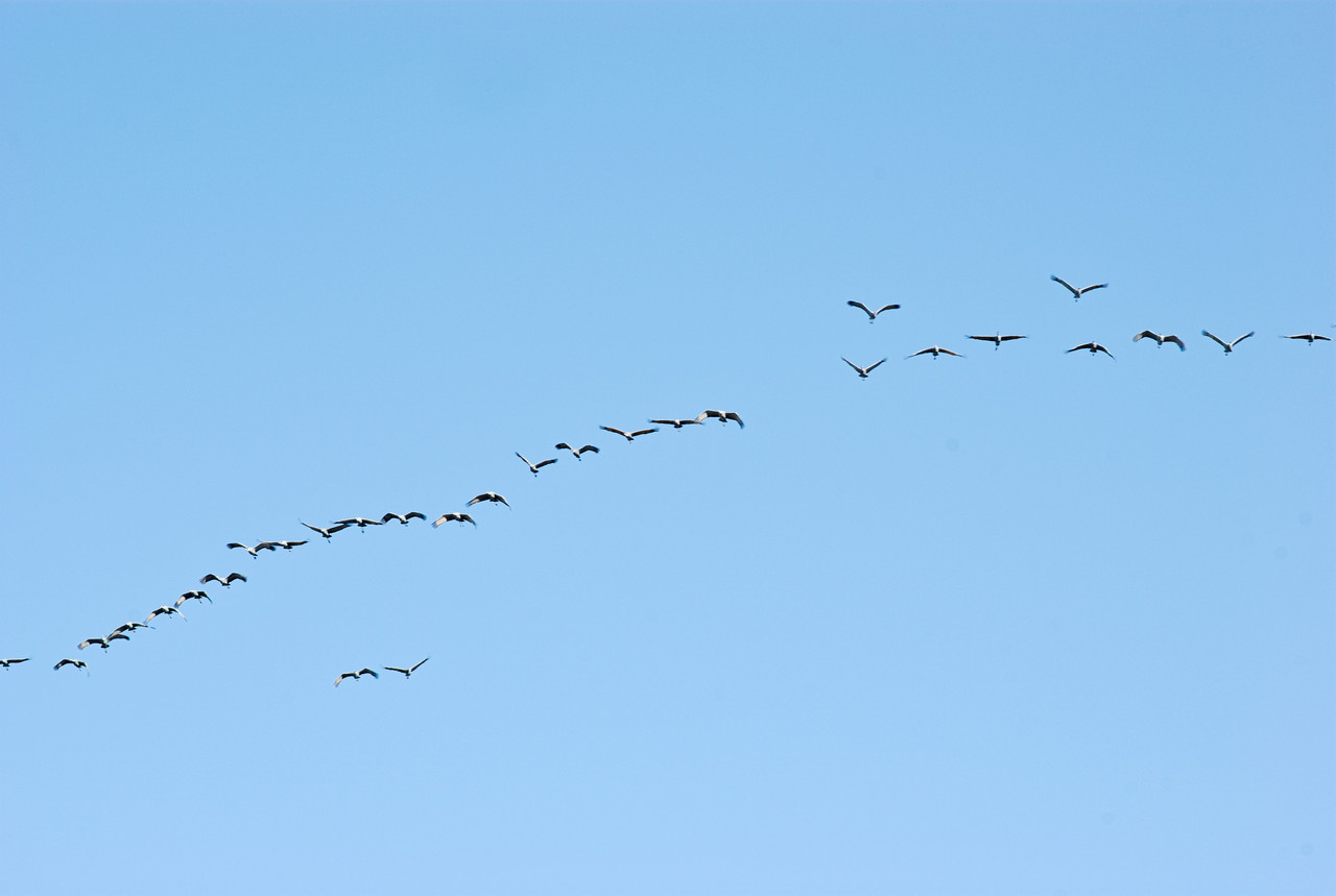 Migration