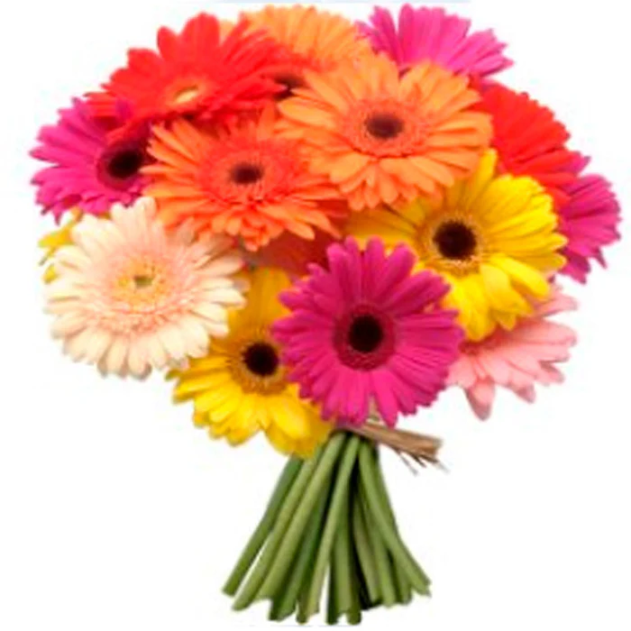 Gerberas-700x700