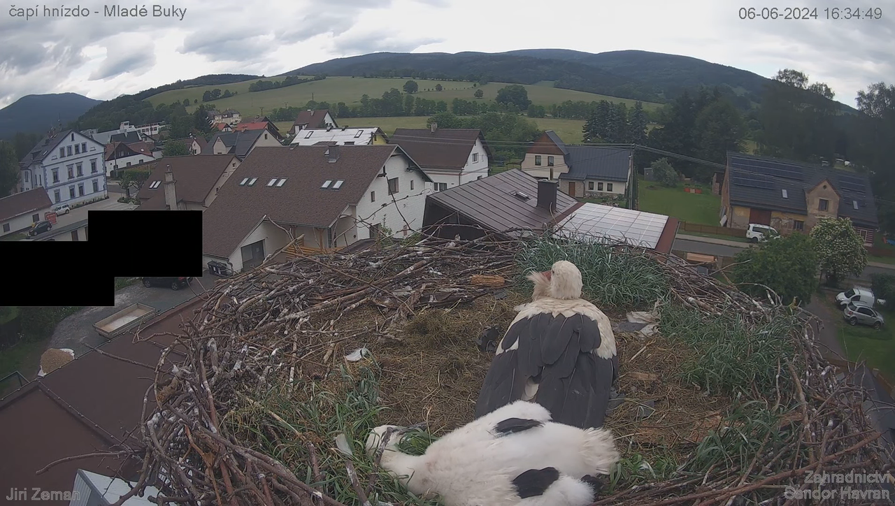 Tiešraides kamera — Mladé Buky — stārķa ligzda 13-27-33 screenshot