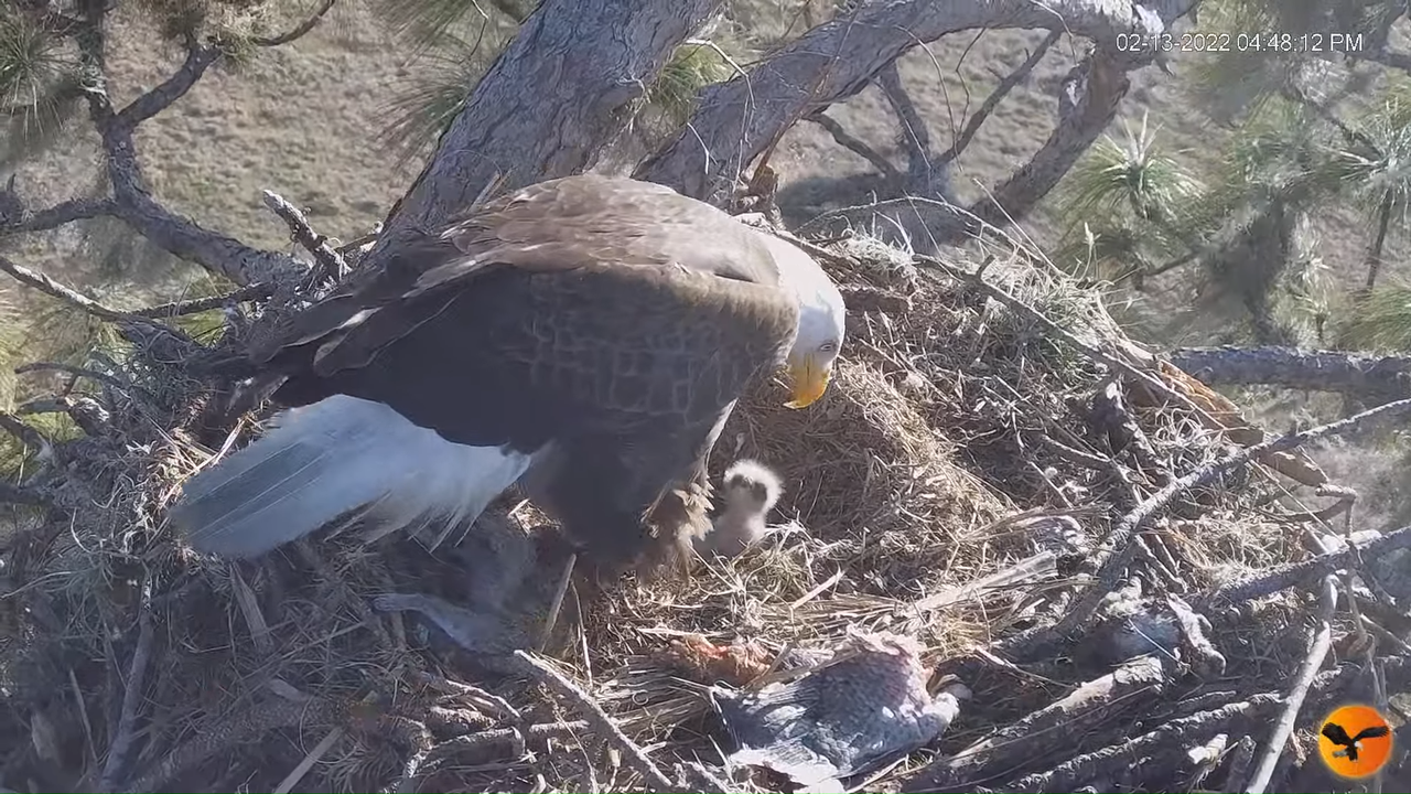 EC 4K Overhead Cam 12-37-9 screenshot