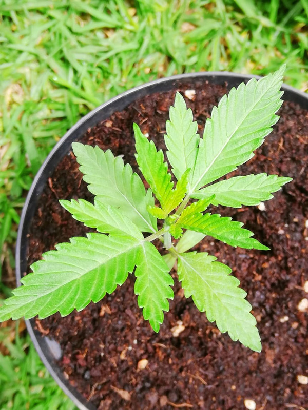 WhatsApp Image 2021-05-12 at 7.11.04 AM (2)