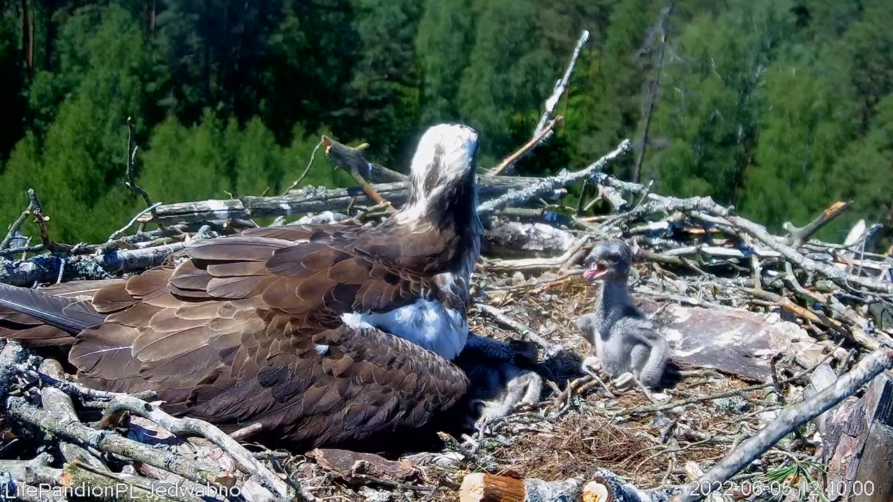 Rybołowy Online Puszcza Napiwodzko-Ramucka _ Ospreys Online in Napiwodzko-Ramucka Forest 12-27-5 scr