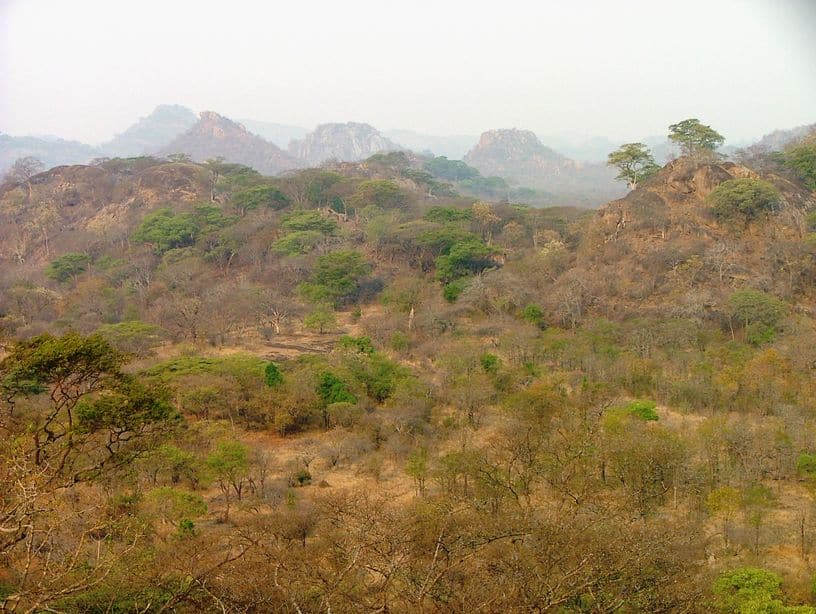 bush