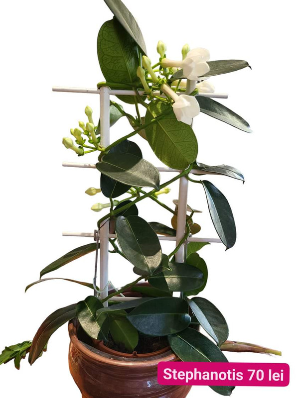 Stephanotis