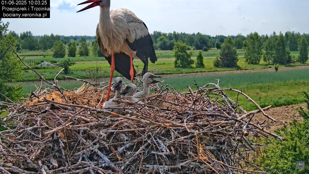 01062025bociany18