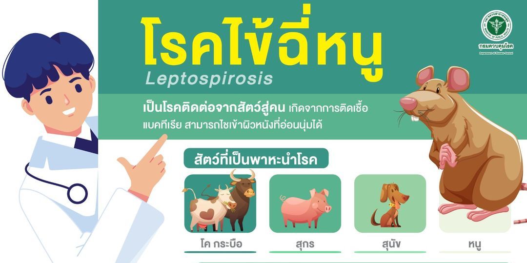 วิธีป้องกันตนเองจากโรคไข้ฉี่หนู (Leptospirosis)