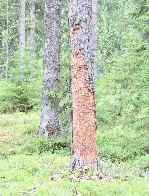 jäljet puussa