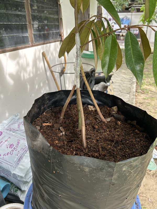 Nov 2022 Thailand (227)