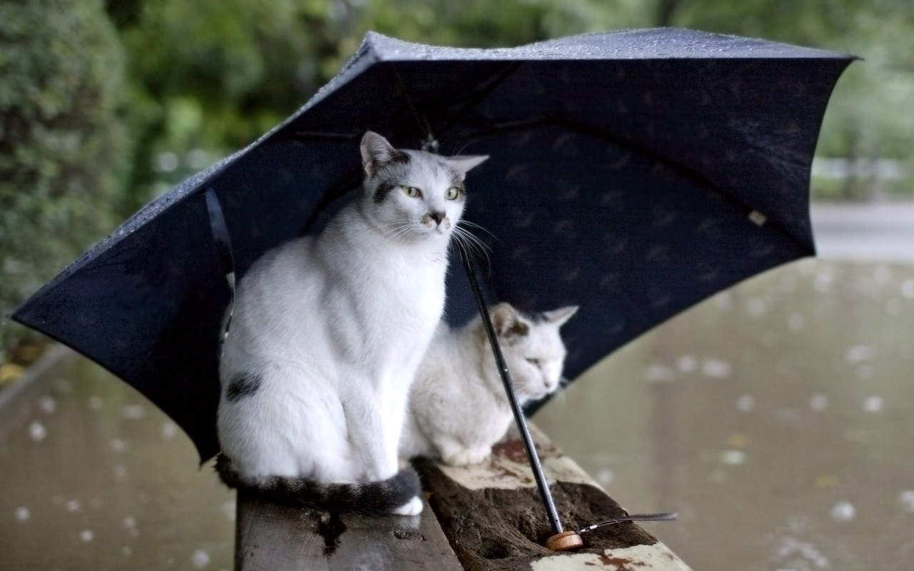 Umbrella_Cat_In_Rain (1)