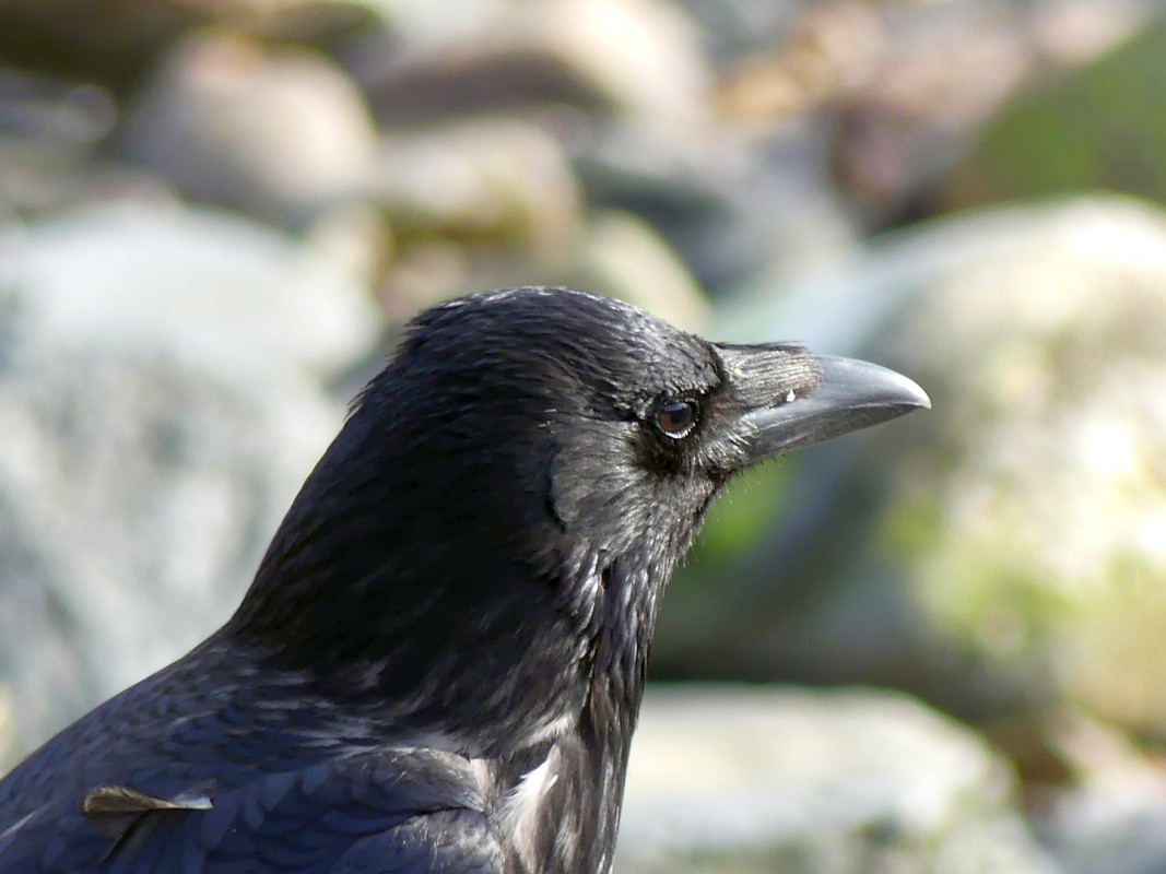 CROW 1