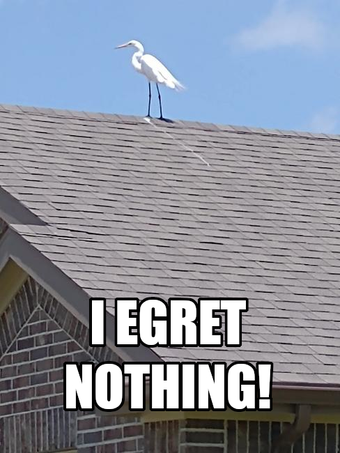 i-egret-nothing.jpg