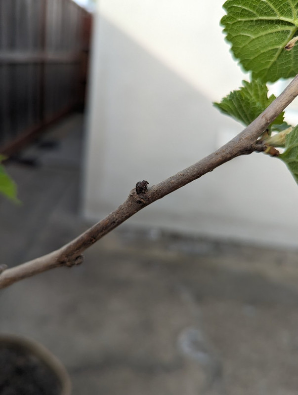 PXL_20240411_010554209 - Copy