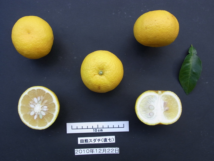 直七(田熊スダチ)naoshichi (Taguma sudachi)