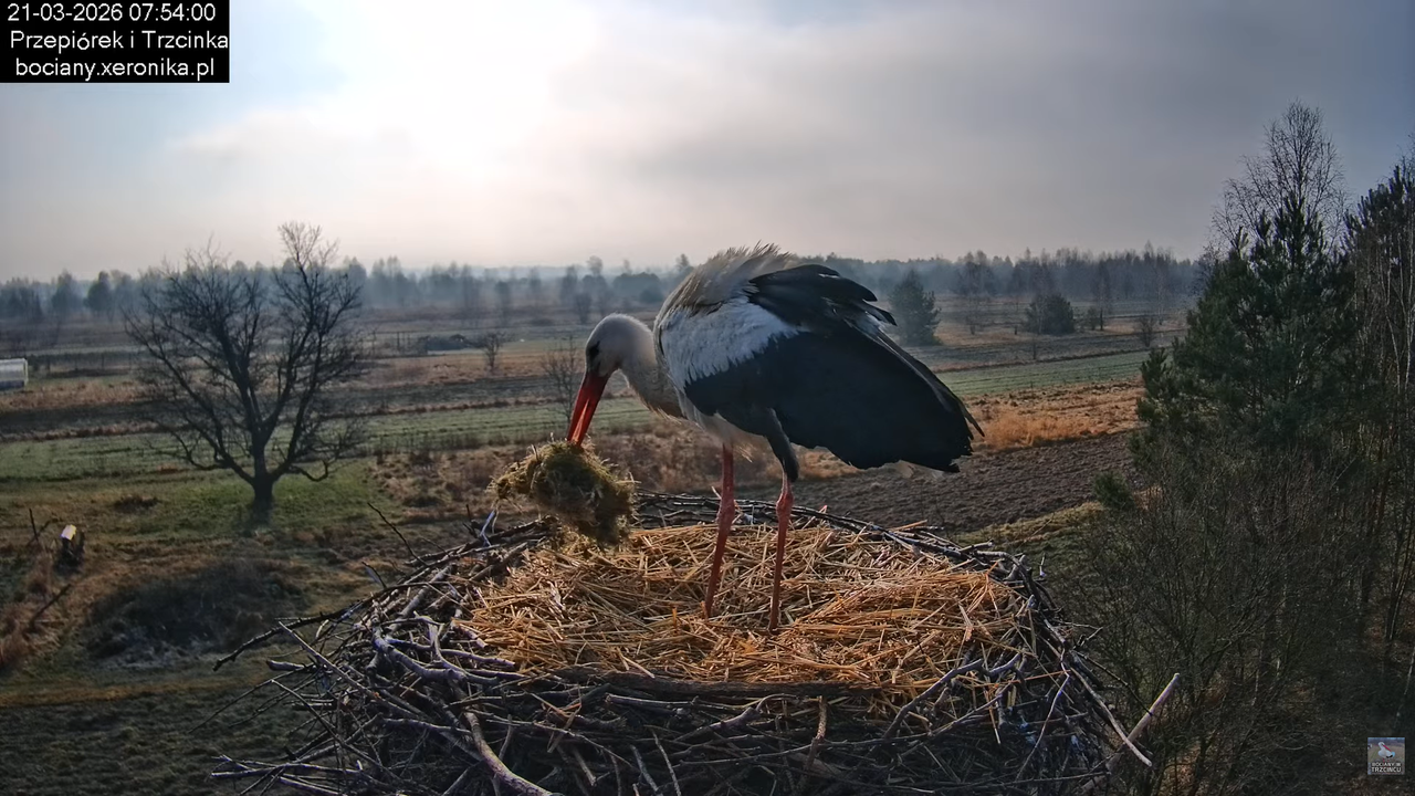 21032026bociany 12