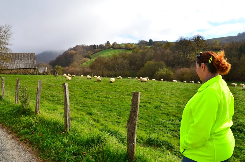 Navarra y sus pueblos-2015 - Blogs de España - Selva de Irati-14-11-2015 (10)