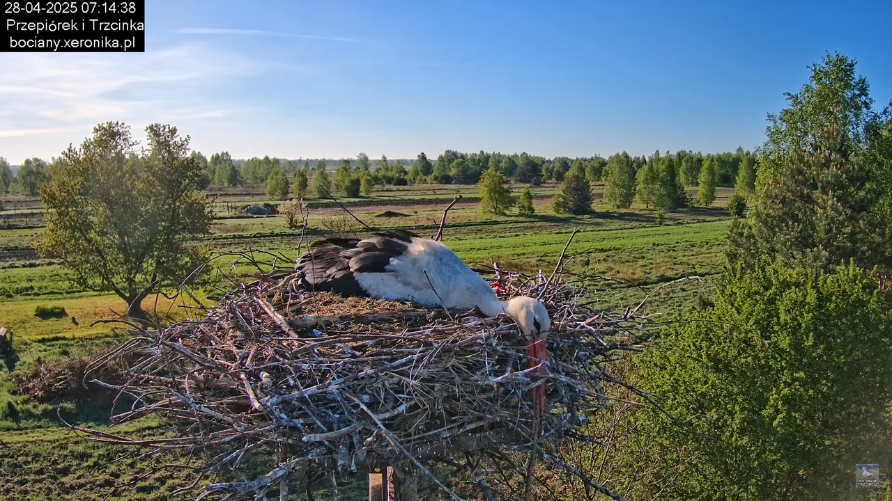 28042025bociany7