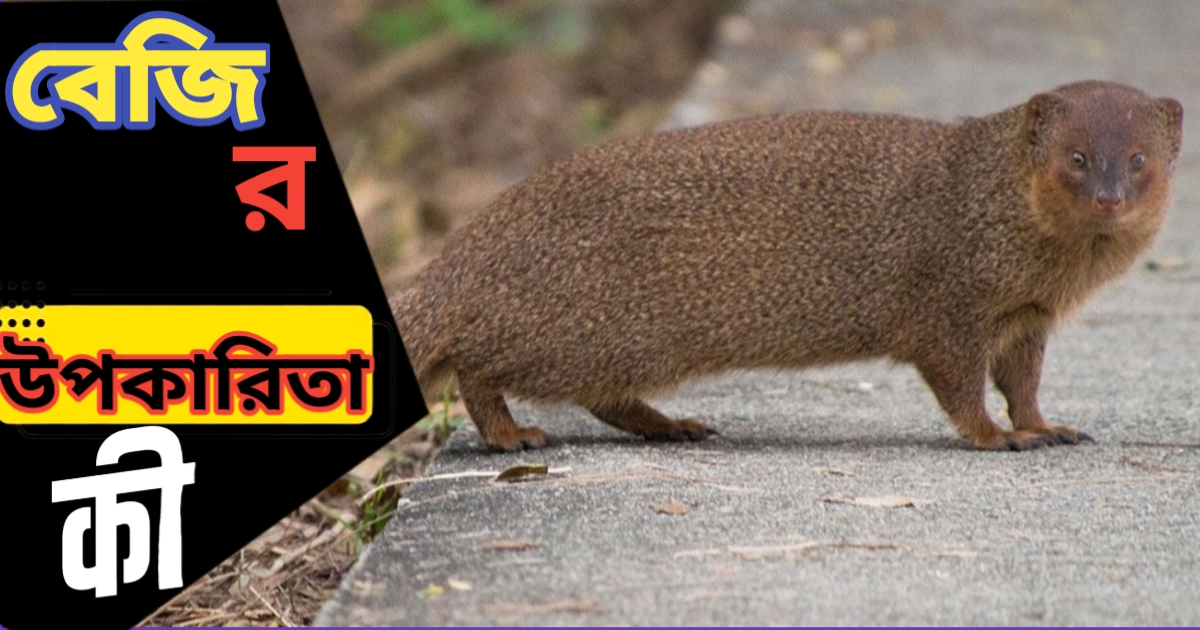 বাংলাদেশের বেজি