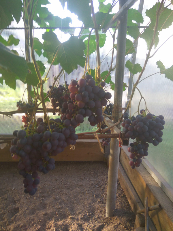 Загадка Шарова фото от 22.08.2018.