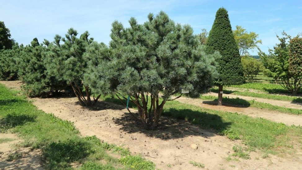 Сосновая хвоя на дереве 