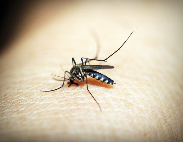 Superior-Pest-Management