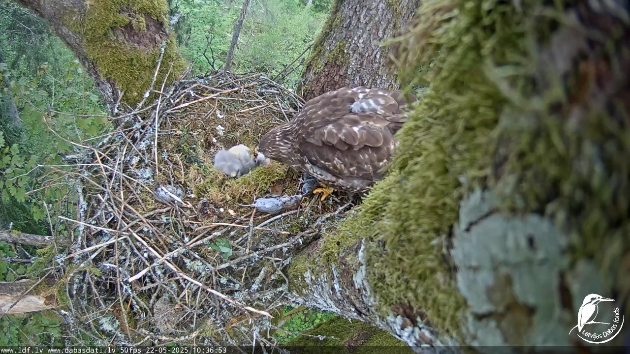 Melnās klijas (Milvus migrans) Kurzemē_ peļu klijāni (Buteo buteo) 14-28-28 screenshot