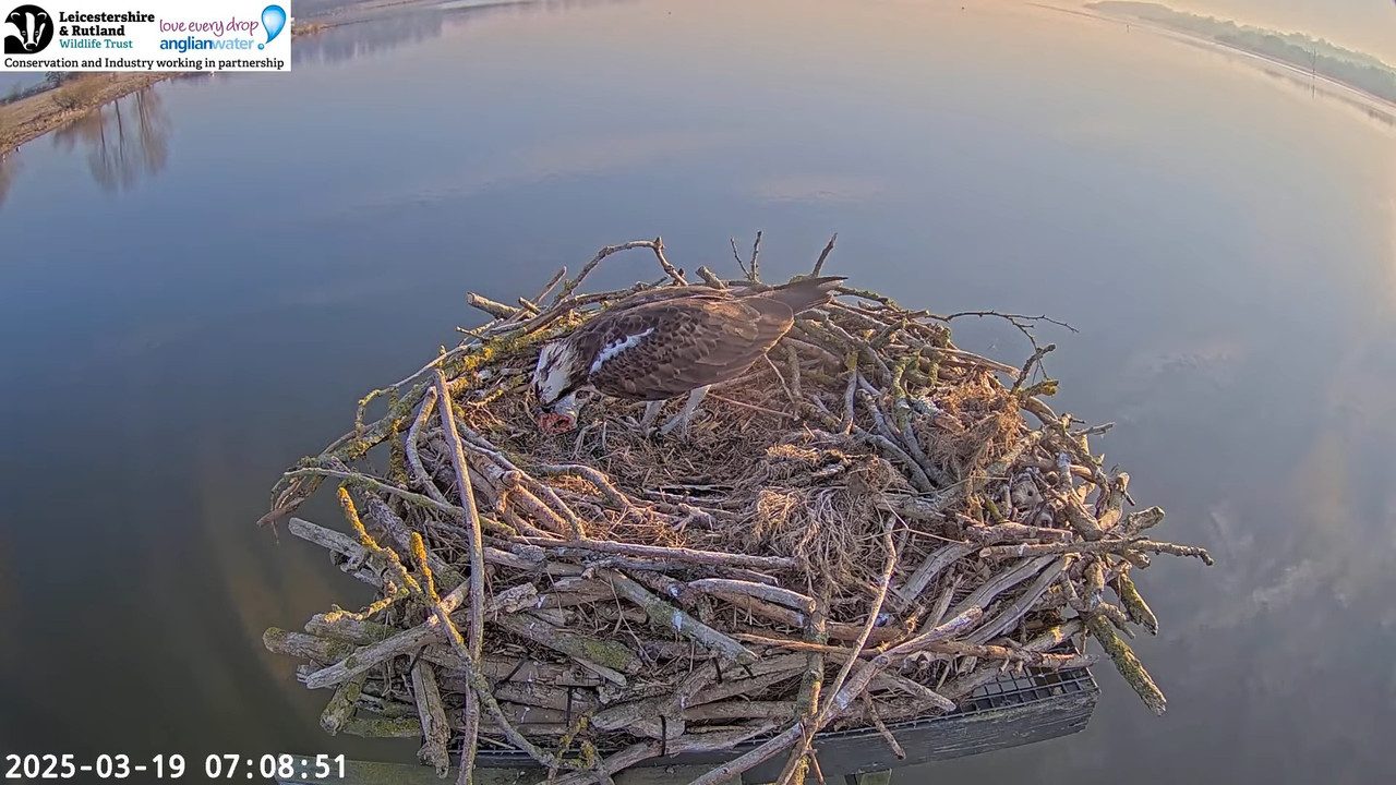 LRWT — Manton Bay Ospreys tiešraides tīmekļa kamera (platleņķa) 6-47-16 screenshot