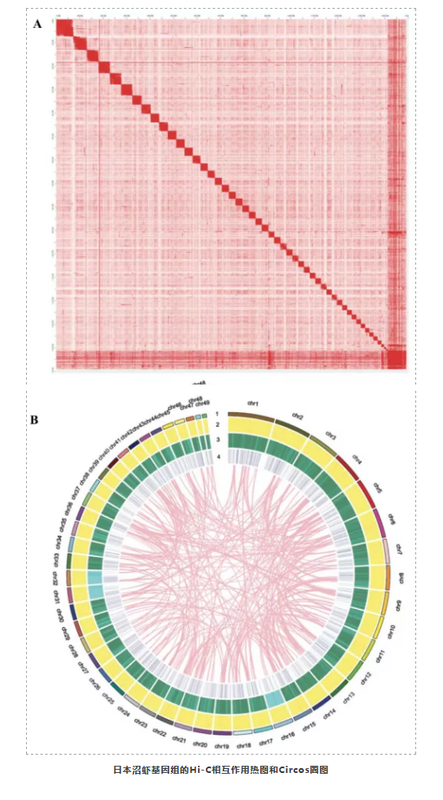 首个高质量的日本沼虾染色体水平基因组-3.png
