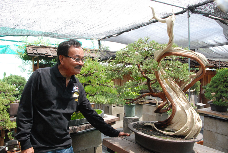 [Image: DP-David-Nguy-bonsai-3.jpg]