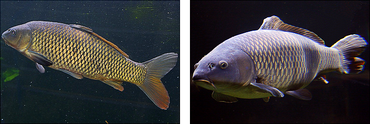 %D0%A1%D0%B0%D0%B7%D0%B0%D0%BD_(Cyprinus