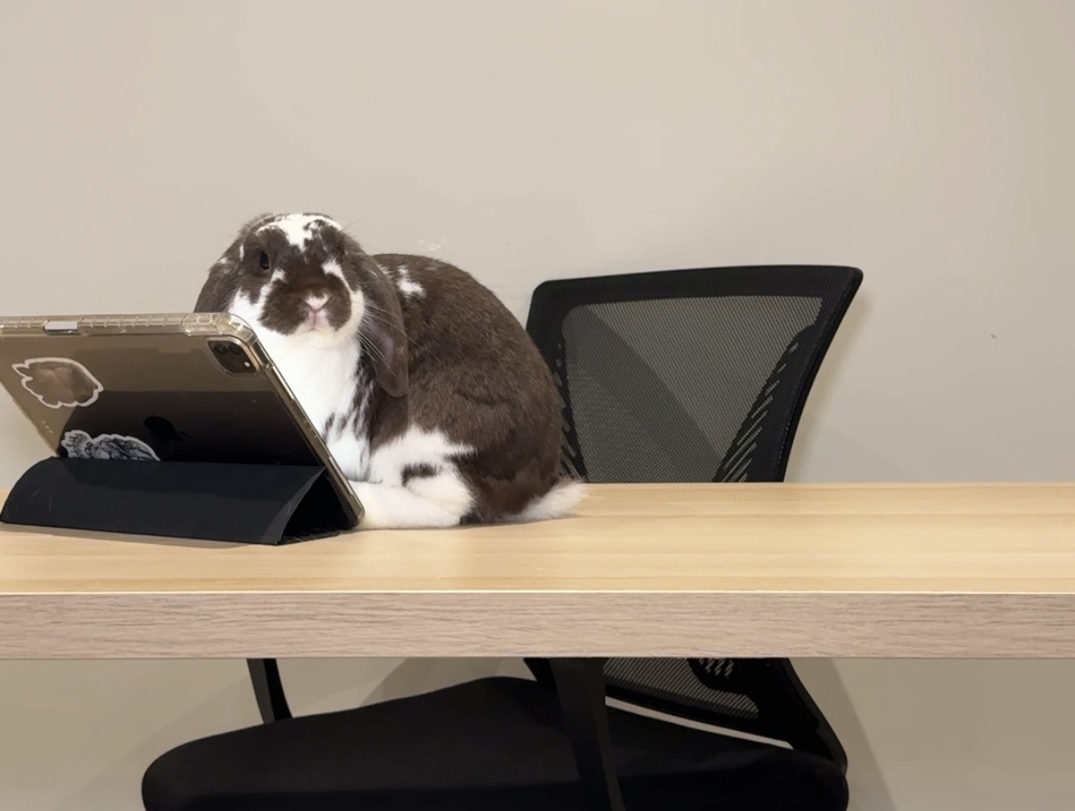 Rabbit at a desk with a tablet